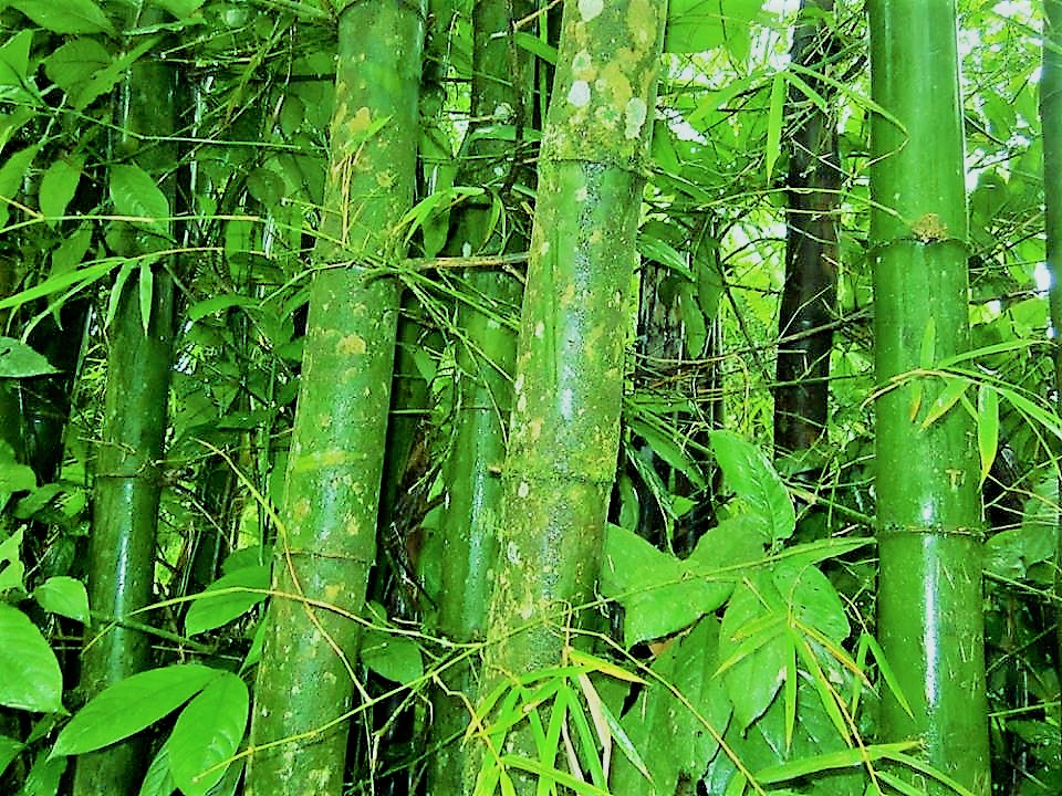 Bamboo represents prosperity in Japan
