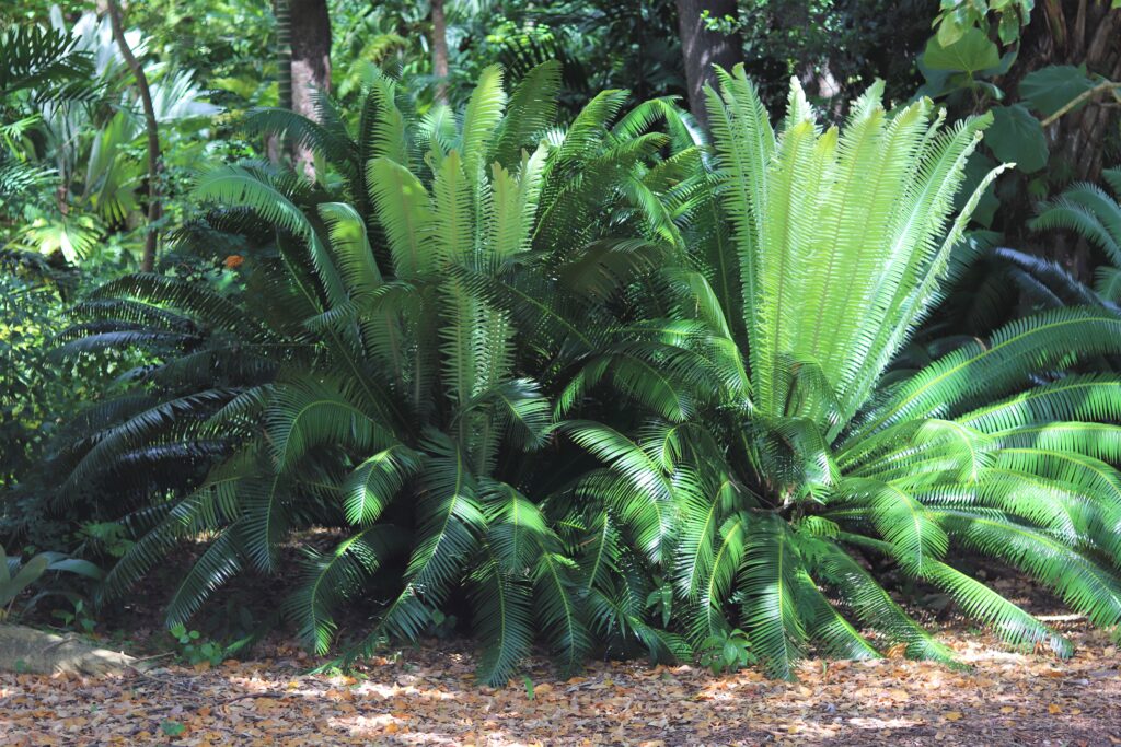 Fairchild Tropical Botanic Garden