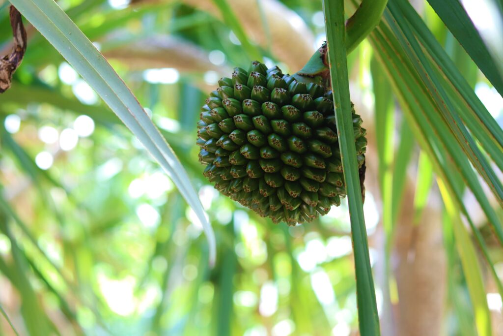 Fairchild Tropical Botanic Garden