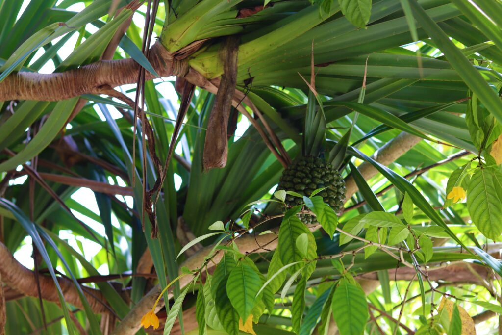 Fairchild Tropical Botanic Garden