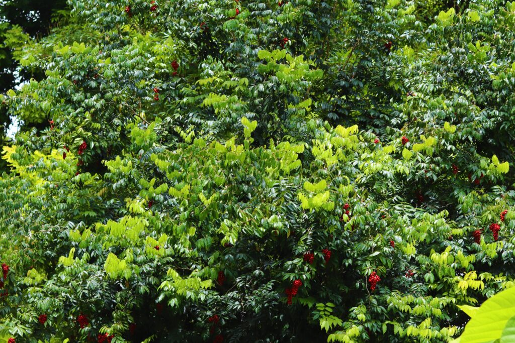 Fairchild Tropical Botanic Garden