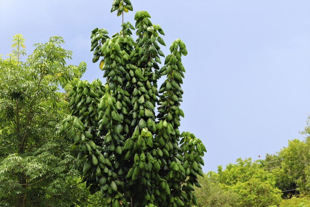 Fairchild Tropical Botanic Garden