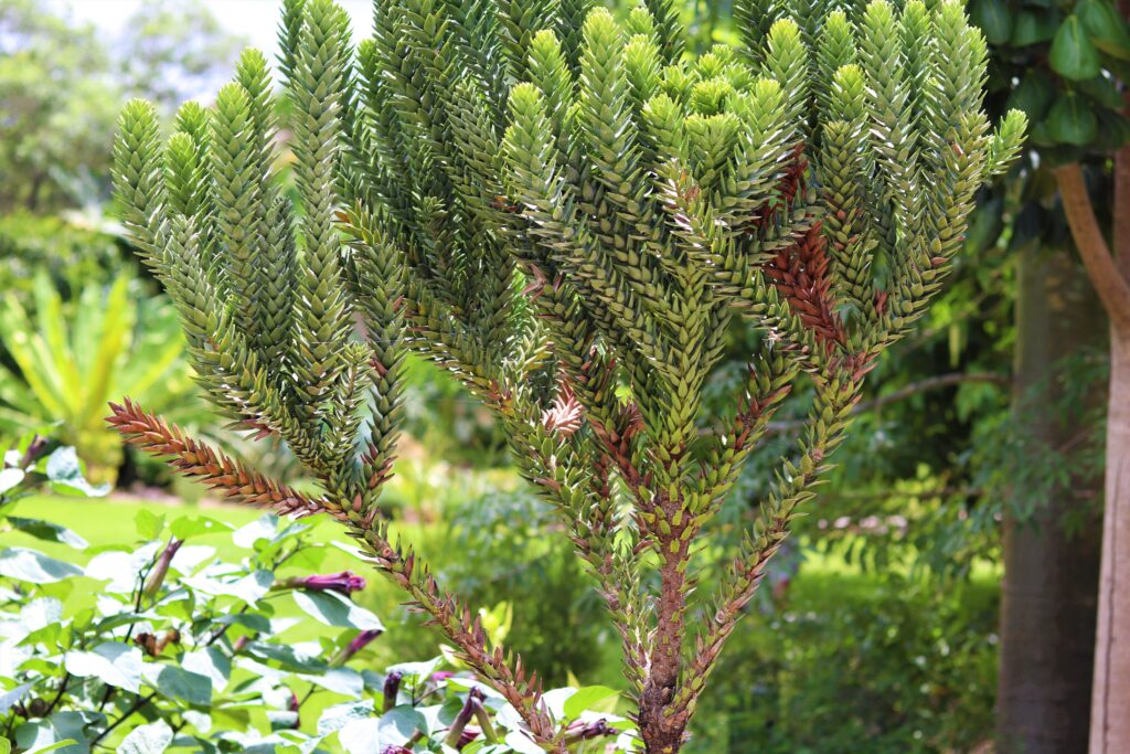 Fairchild Tropical Botanic Garden