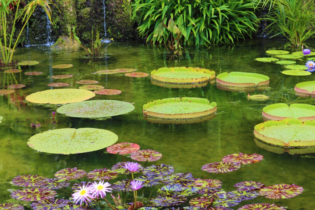 Fairchild Tropical Botanic Garden