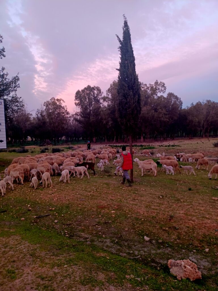 Goat herder in Casablanca, Morocco
North Africa